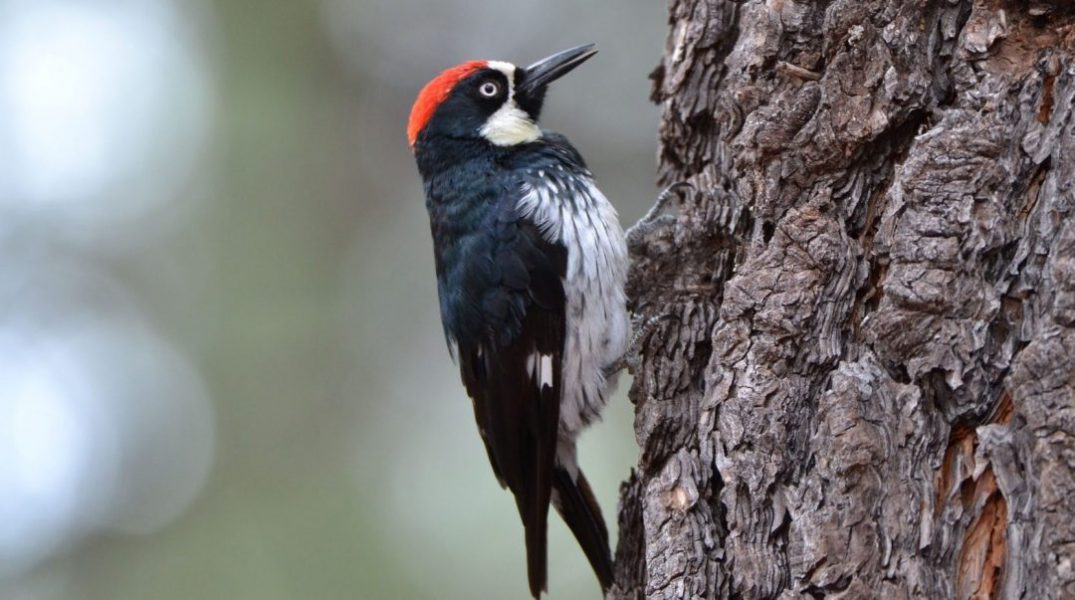 Are Woodpeckers Bullheaded?