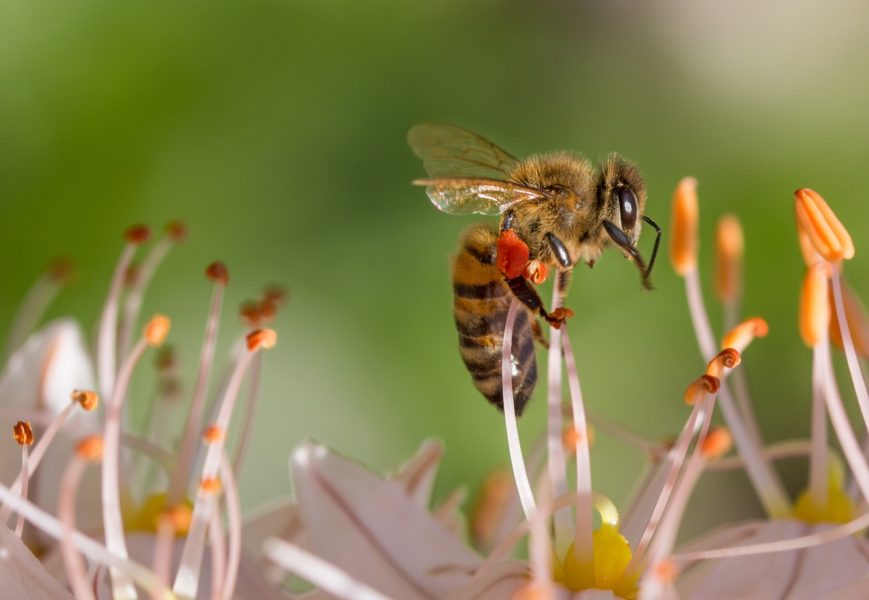 Bee Toxin for Asthma Research