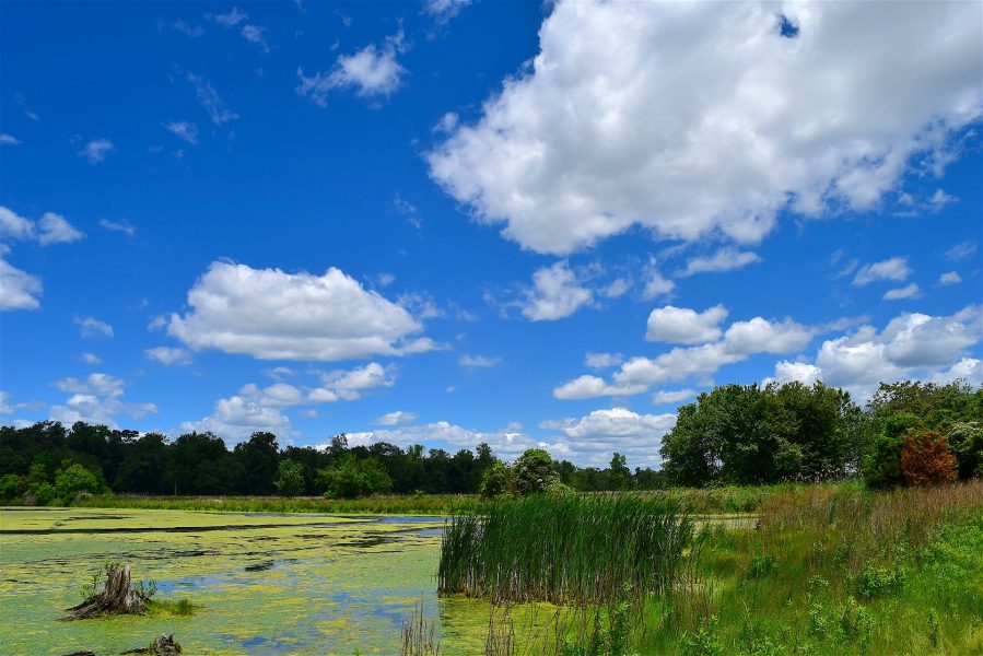 Monitoring the Riverine Pulse