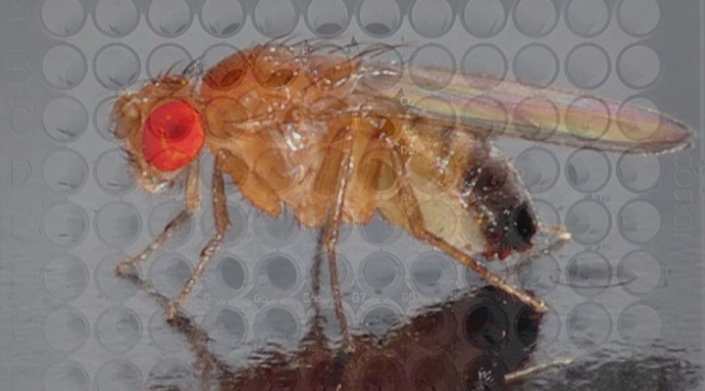 Drug Screening in Drosophila: Why Flies?