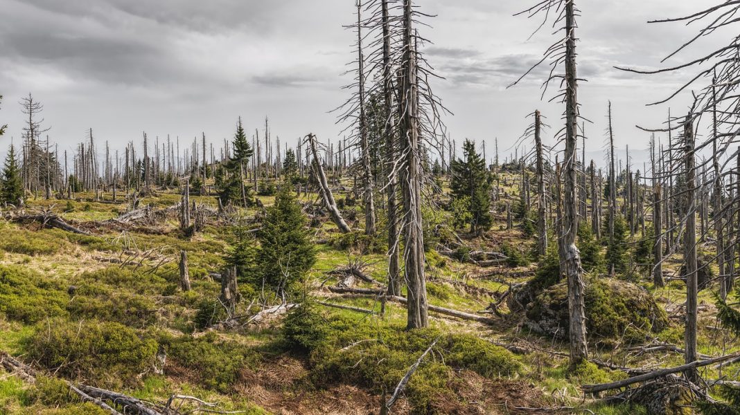 What Happens to Water When Forests are Thinned in Dry Regions?