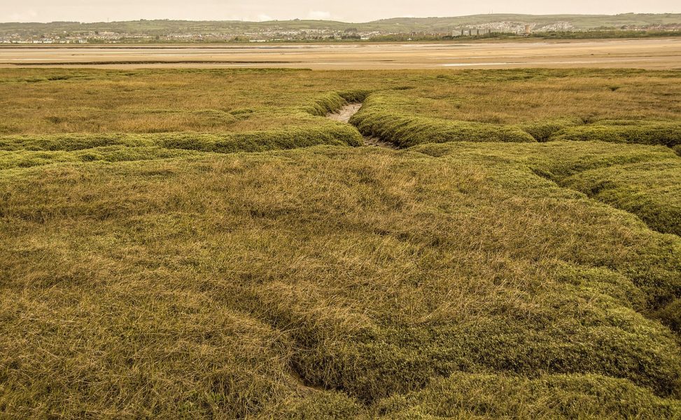 Monitoring the Effectiveness of Floodplain Habitat Restoration