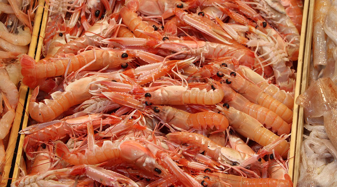 Million Dollar Shrimp: Valorization of Chitin from Northern Moroccan Shrimp