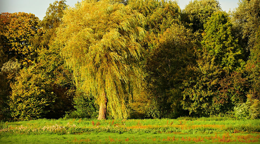 Using Trees for Bioenergy and Phytotechnologies