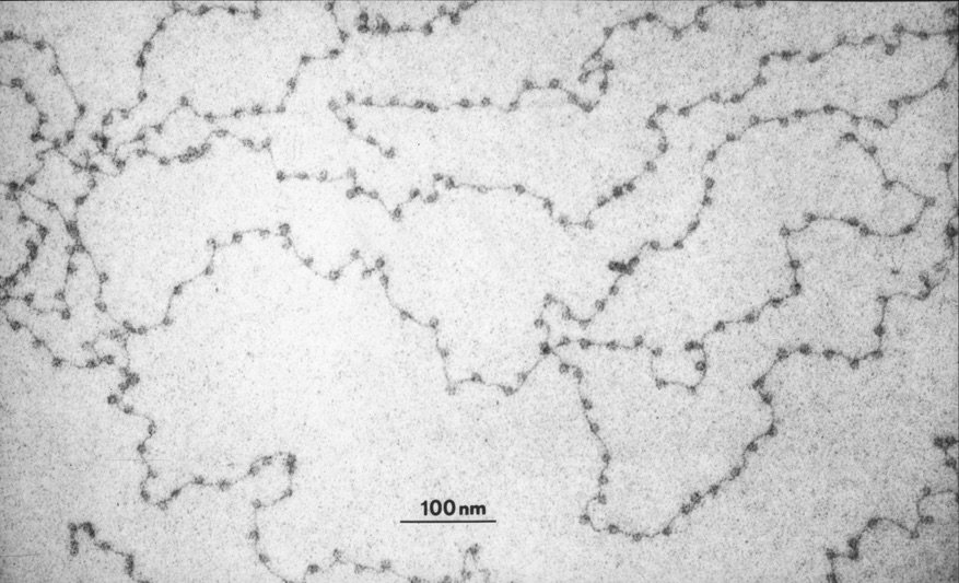 Cell-free DNA Fragments to Identify Cancer