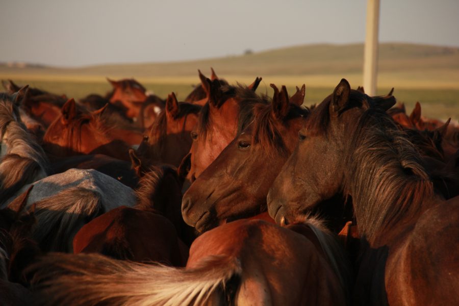 Domestic horses' mysterious origins may finally be revealed