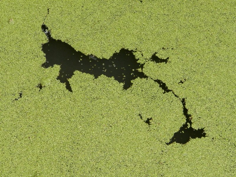 Algal Blooms in Streams, Lakes, and Coastal Waters