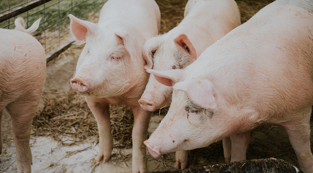 A Universal Influenza Nanovaccine to Block Infection from Pigs