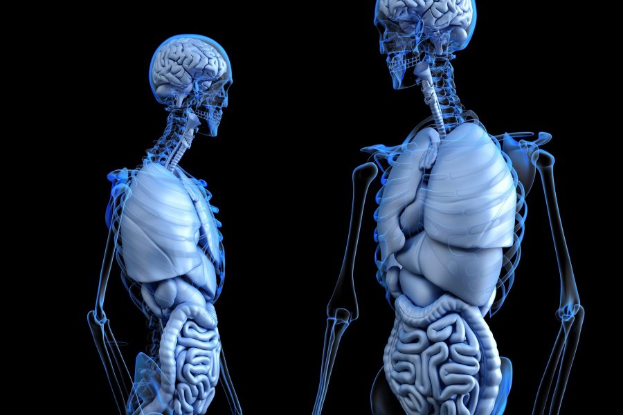 A Functional View of Skeletal Muscle