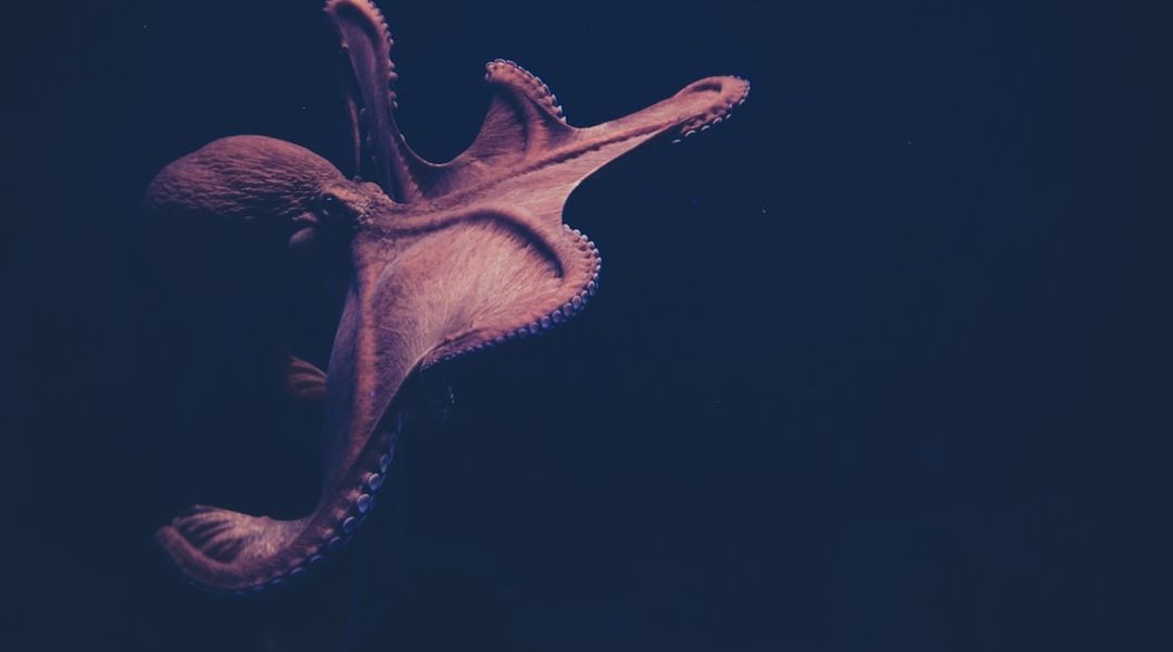 Mimicking the Motions of the Multitalented Octopus