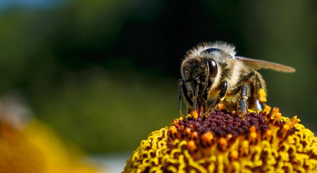 Superhydrophobic Coatings from Beeswax