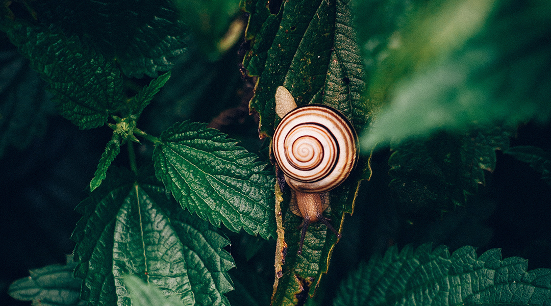 Light-Powered Robotic Snails