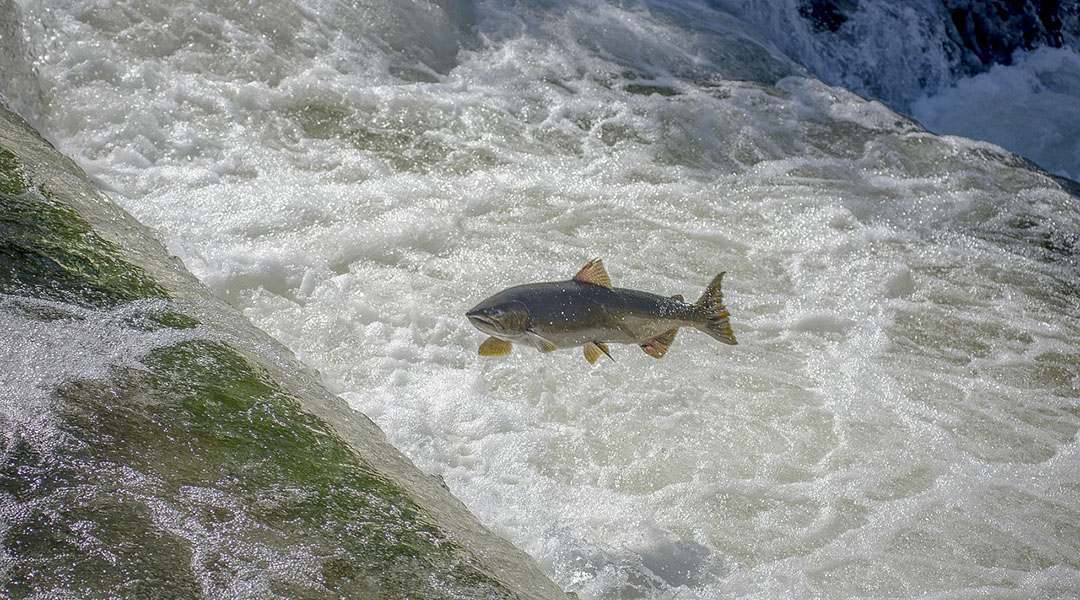 Evaluating Steelhead Migration Barriers with Drone-Based SFM