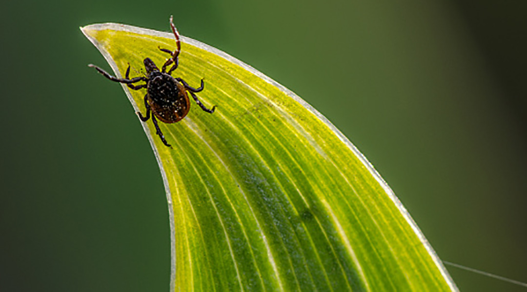 Study Reveals Hepatitis A Originated in Insects