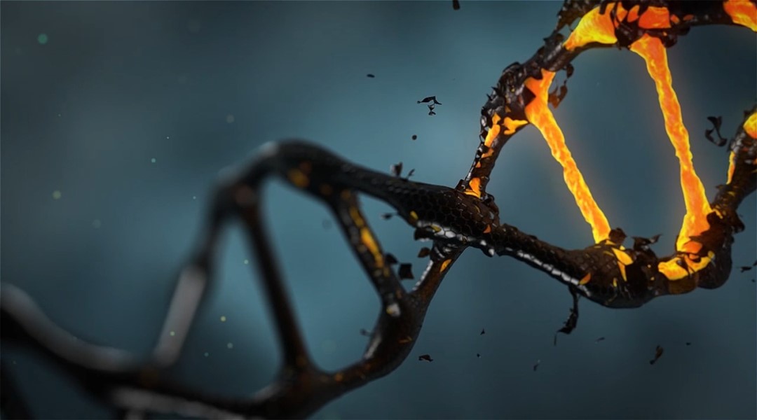 A Tail of Two Pathways: Regulation of mRNA 3’ Ends During Cellular Stress