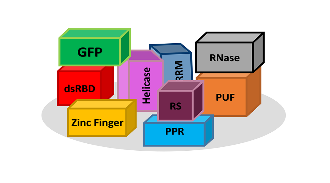 Engineering RNA Binding Proteins to Improve Human Health