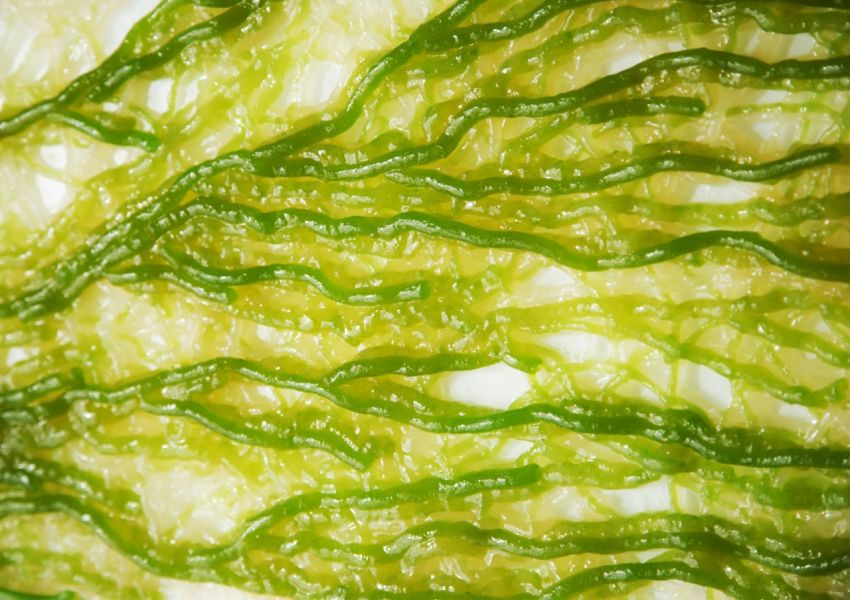 Algae-Laden Hydrogels Could Bring Buildings to Life