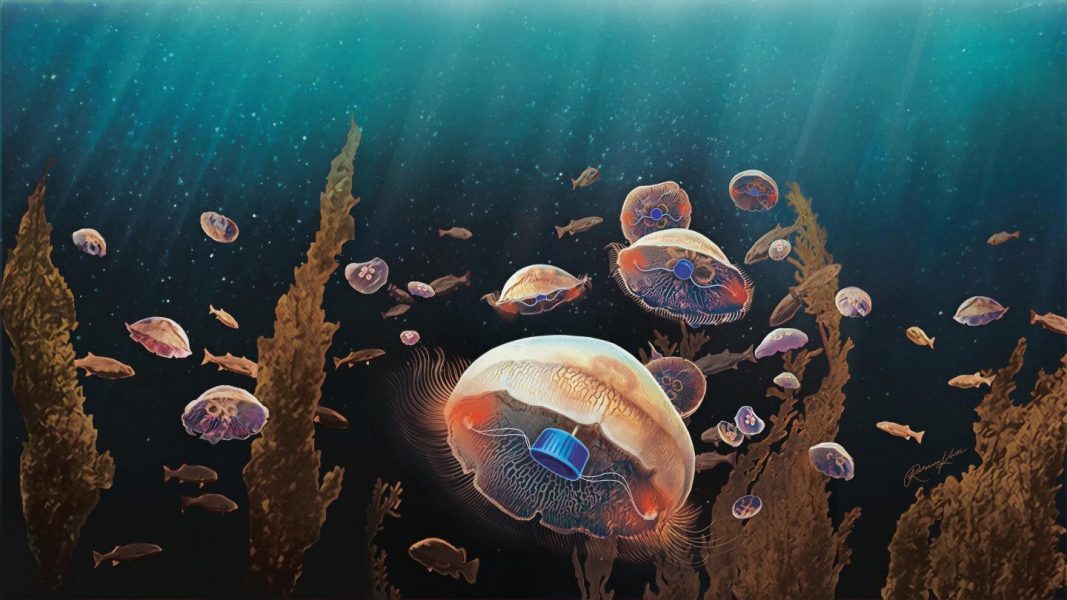 Bionic jellyfish to explore our oceans