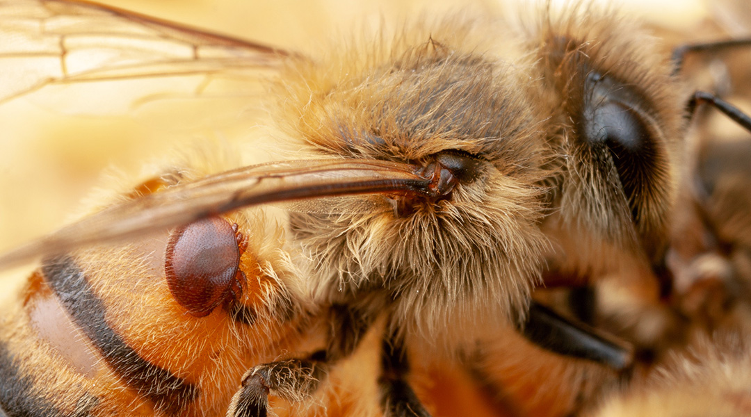 Bacteria engineered to protect bees from pests and pathogens