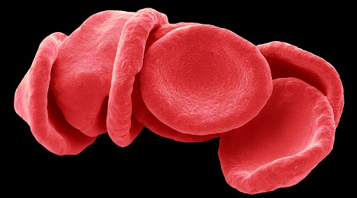 Super-human red blood cells