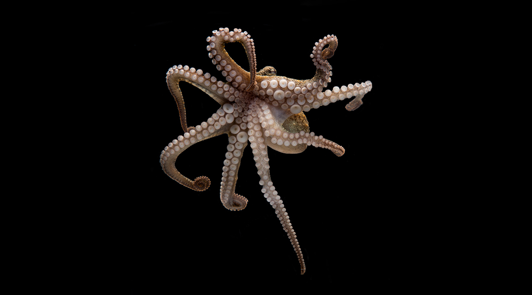 Octopus suckers inspire soft robotic arms