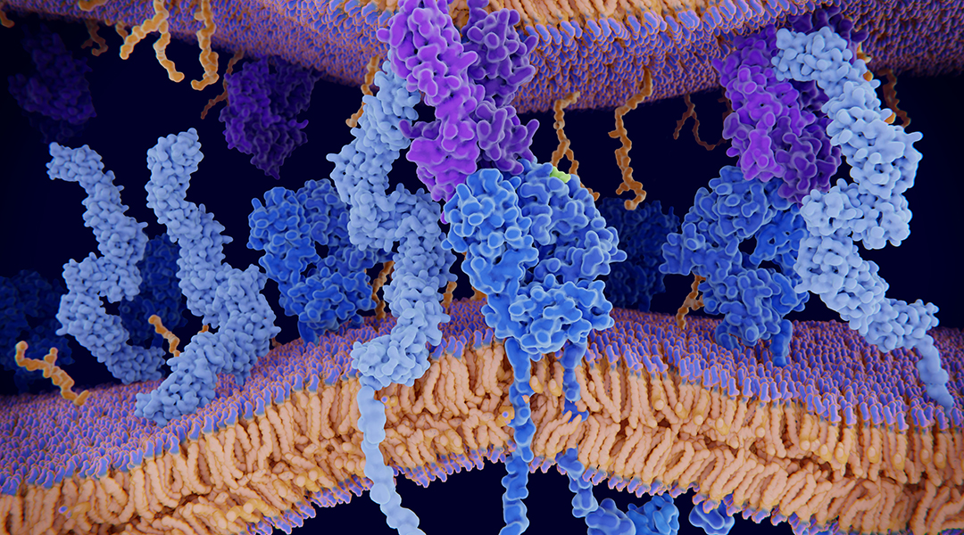 New synthesis of peptides to probe protein post-translational modification