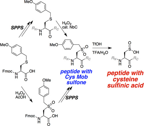 synthesis of peptide with cysteine sulfinic acid