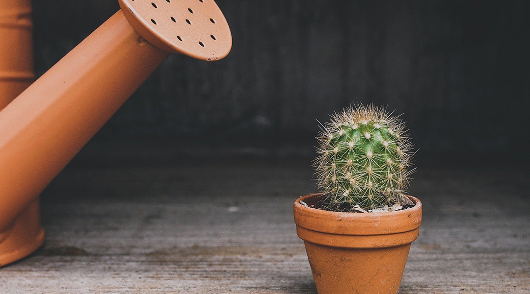 A biomimetic water collection structure derived from cacti