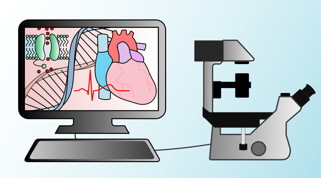 Calibrating computer models at the heart of cardiac research