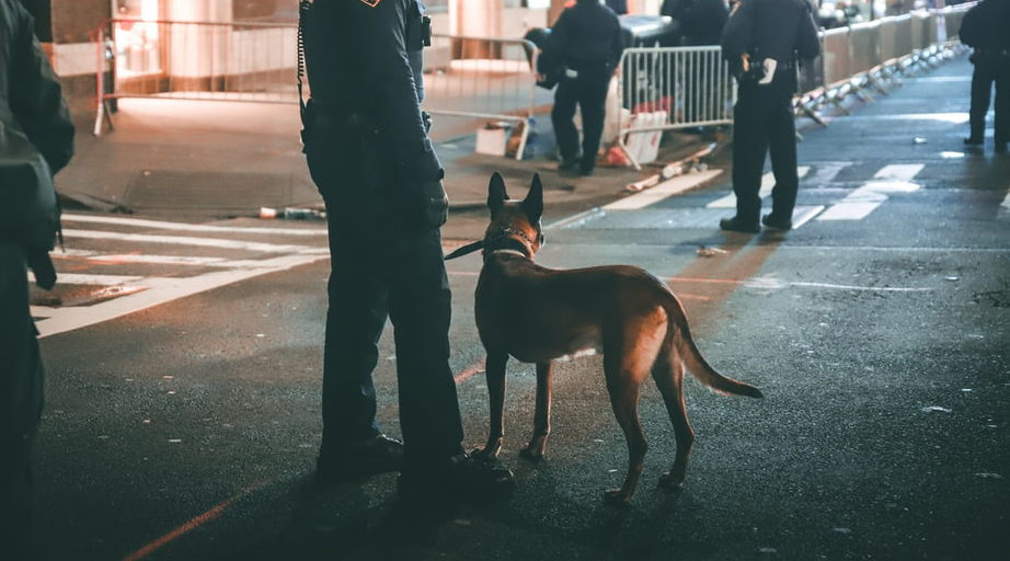 A wearable electronic device designed for man’s best friend