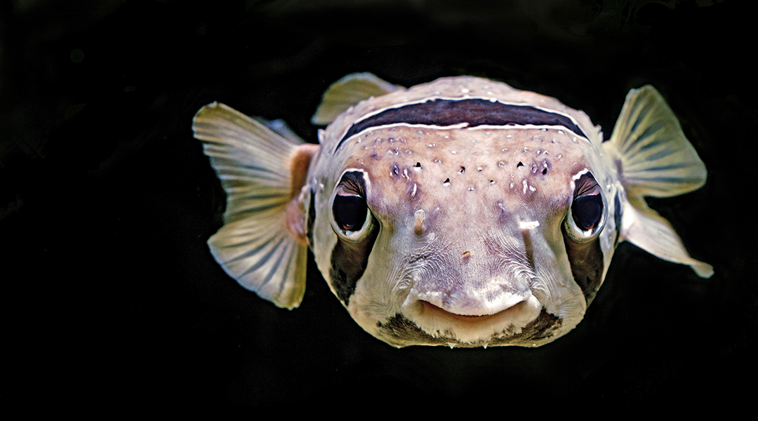 Feeding and digestion in fish. Aquaculture production