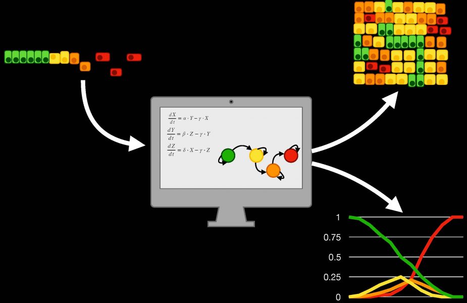 Computational models: A new tool for cancer research