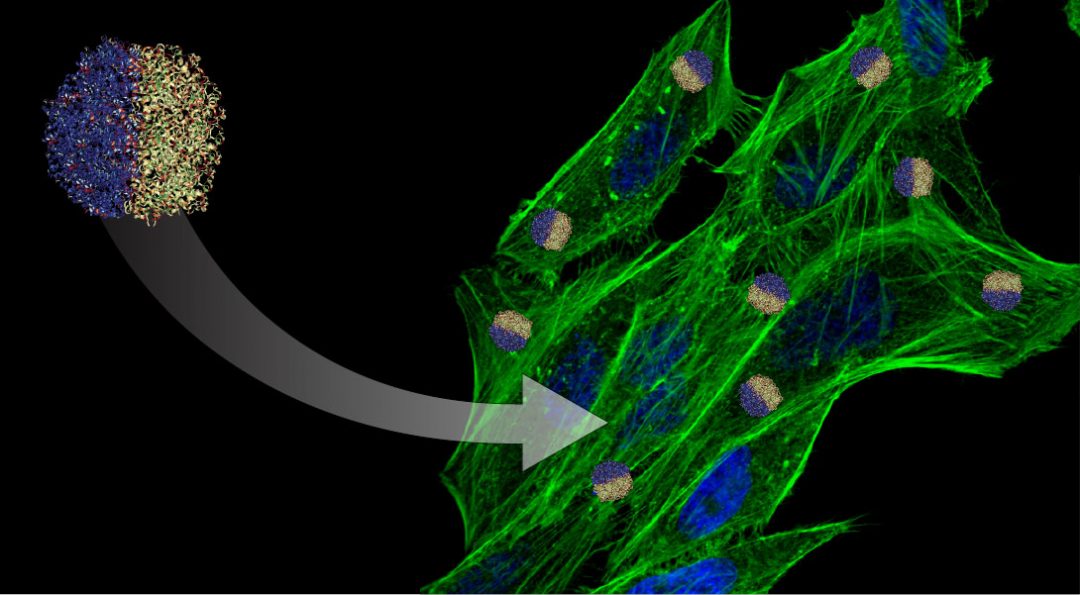 Multifunctional nanomedicine: Developing smarter therapeutics