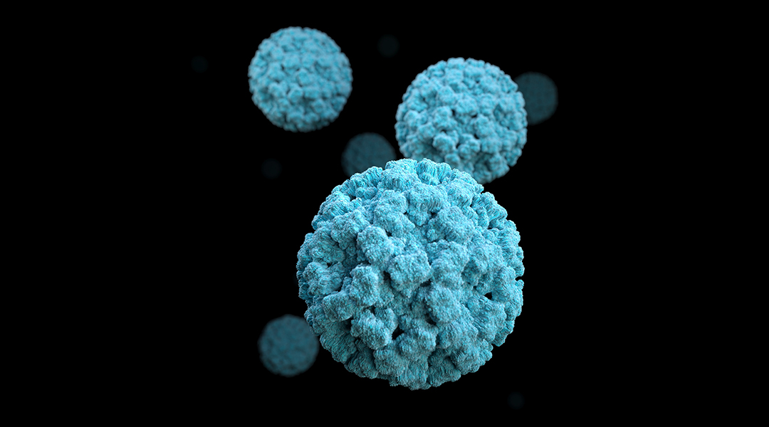 Mouse study shows engineered virus could block coronavirus infections