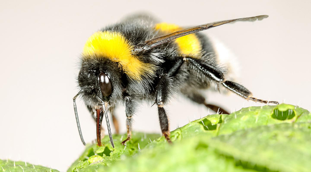 With a little nudge, bumblebees speed up flowering