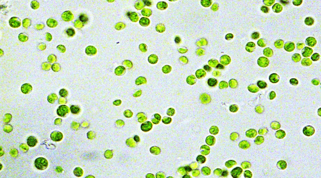 Boosting nano-electricity from living microalgae