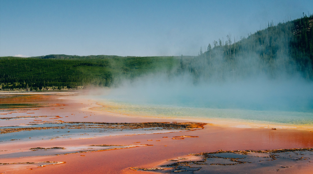 Old fungus may be a home for new organisms and antibiotics