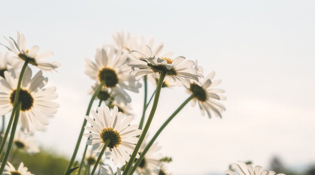 Renewable energy from wildflowers for a more sustainable bioeconomy