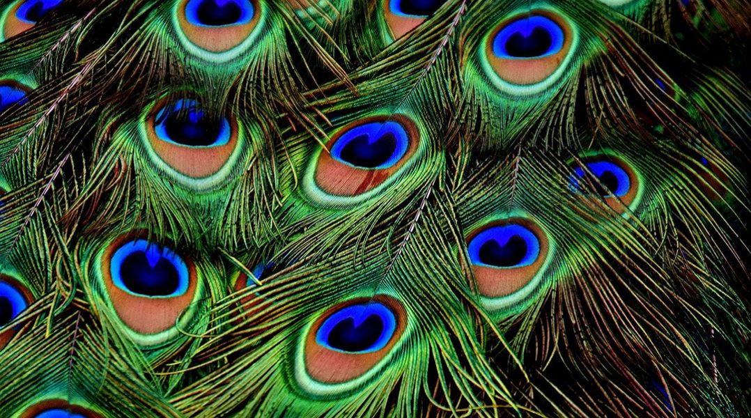 Pretty like a peacock: Graphene-based smart sensors