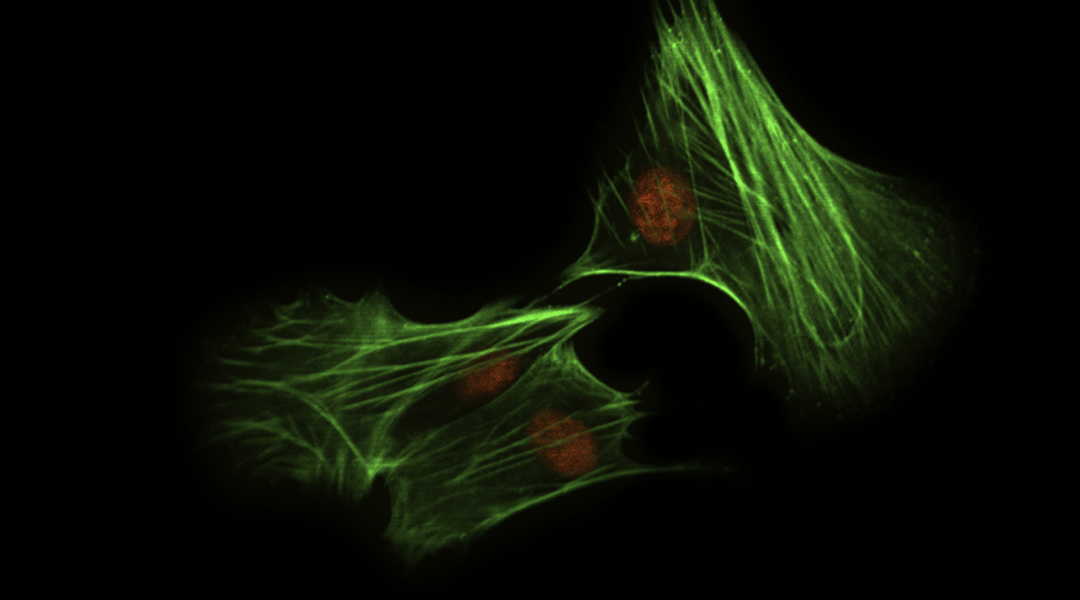 Stable and functional dyes for imaging living subjects