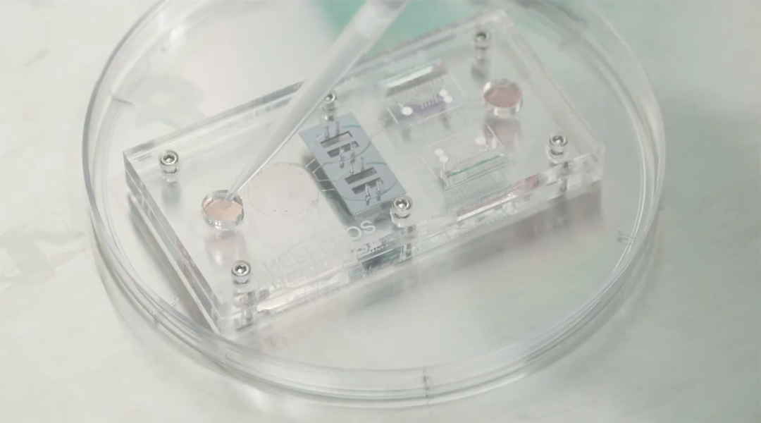 Human-on-a-chip provides an accurate model for the immune system