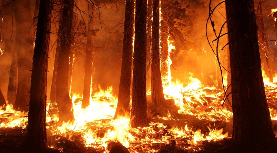 Self-powered forest fire detection