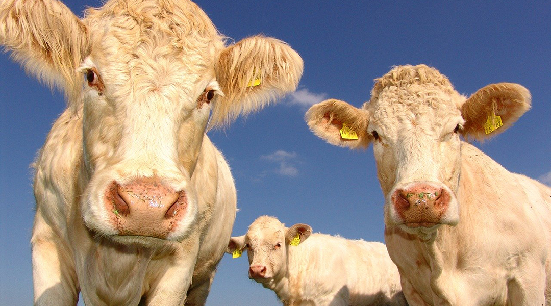 Measles virus diverged from cattle earlier than thought