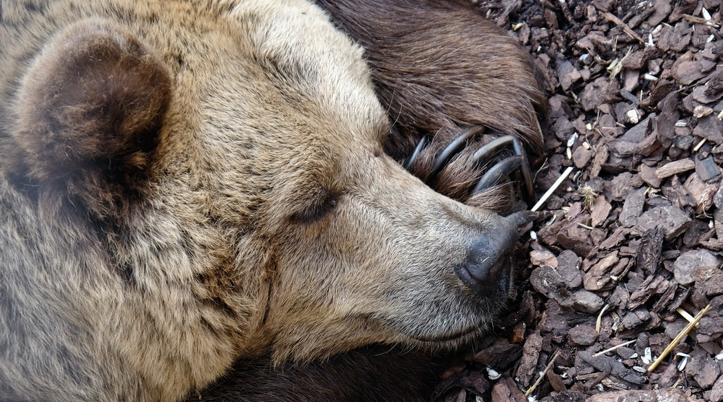 Hibernation – not only for the bears