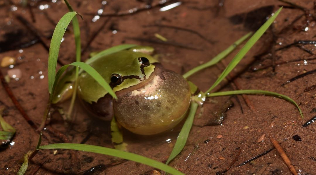 Amphibians of the American Southwest are in hot water  — will they thrive or dive?