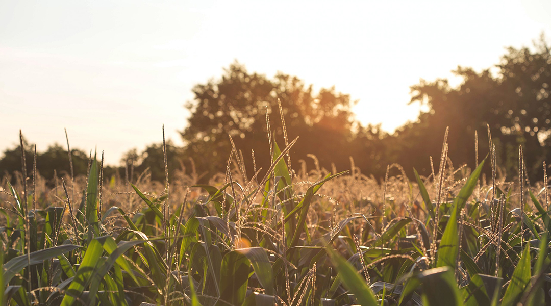 Unlocking the secrets of herbicide-resistant weeds