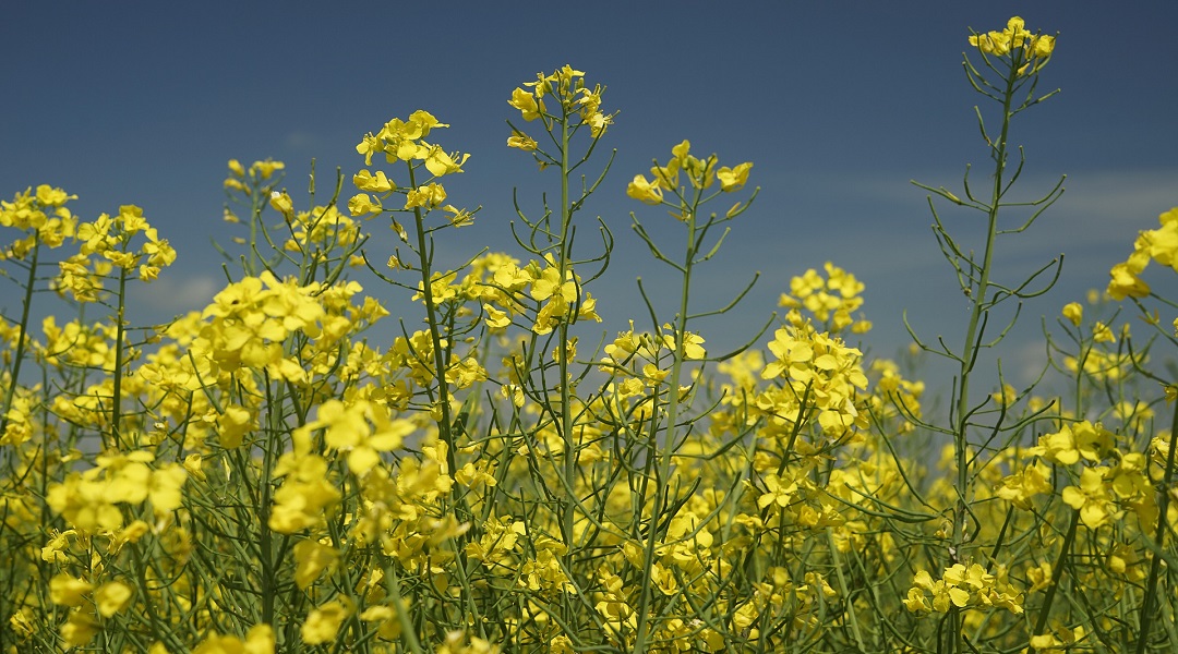 Cement made from plant oil and waste sulfur