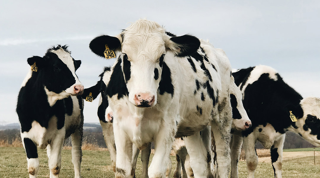 Carbon capture using processed milk