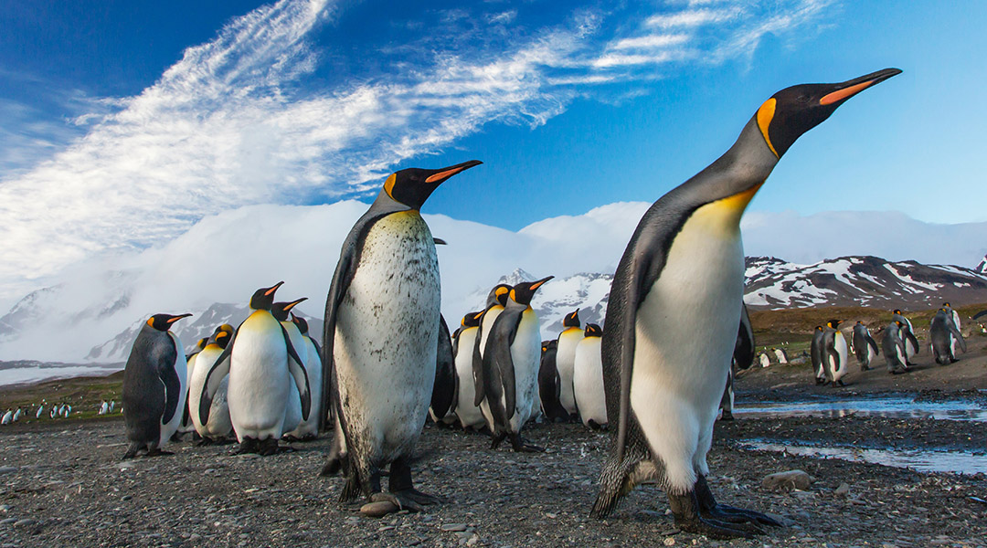 Scientists discover new penguin colonies from space