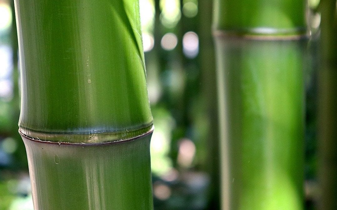 A plant to help the planet: A strong, tough, and scalable material from fast-growing bamboo